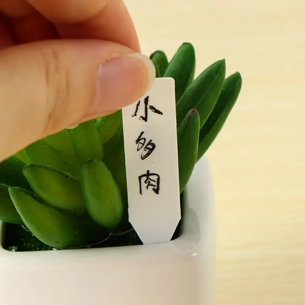 100Pcs Reusable Classification - Food Storage Plants 评论和价格